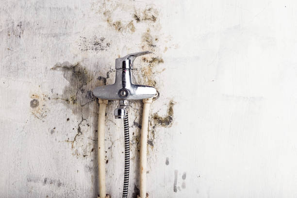 Best Mold Testing  in Totowa, NJ