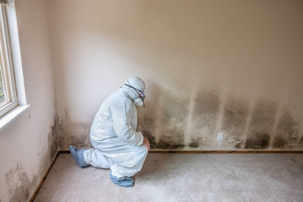 Attic Mold Removal in Totowa, NJ