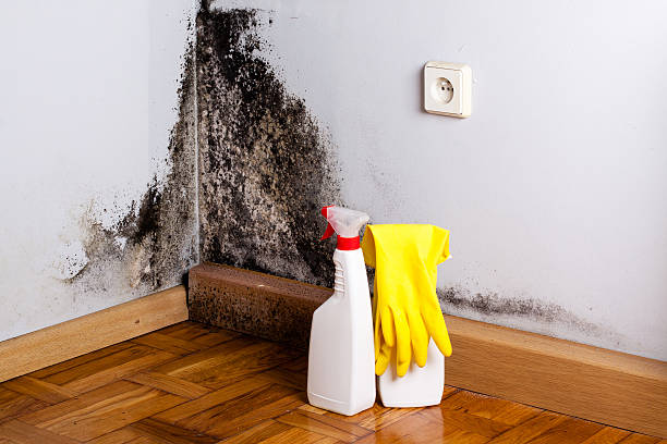 Best Professional Mold Removal  in Totowa, NJ