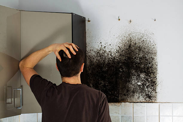 Best Emergency Mold Removal  in Totowa, NJ