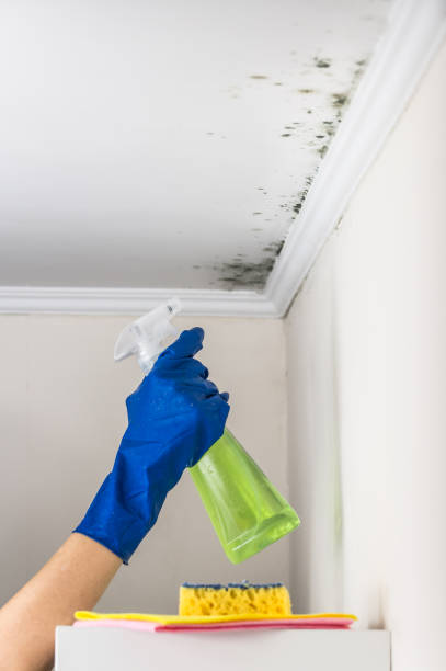 Best Professional Mold Removal  in Totowa, NJ